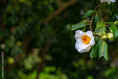White camellia flower on the tree branch