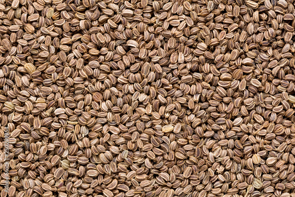 High quality seeds of celery, in a texture form for your unique garden. Can be used by seed producers for create new beautiful packaging with seed on background. High quality seeds of celery, in a texture form for your unique garden. Can be used by seed producers for create new beautiful packaging with seed on background.