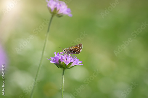 Schmetterling (Komma Dickkopffalter)