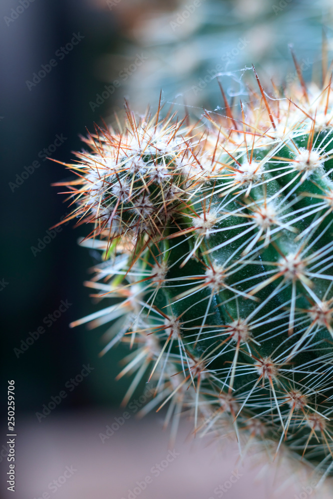 Close-up view. shallow depth of field. green cactus as a top view. Close-up view. shallow depth of field. green cactus as a top view.