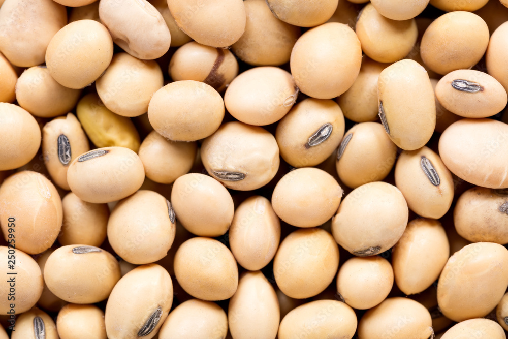 High quality seeds of soy bean, in a texture form for your unique garden. Can be used by seed producers for create elegant packaging with seed on background. High quality seeds of soy bean, in a texture form for your unique garden. Can be used by seed producers for create elegant packaging with seed on background.