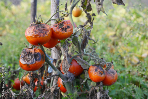 Fotografie Tomatoes get sick by late blight. Phytophthora infestans.