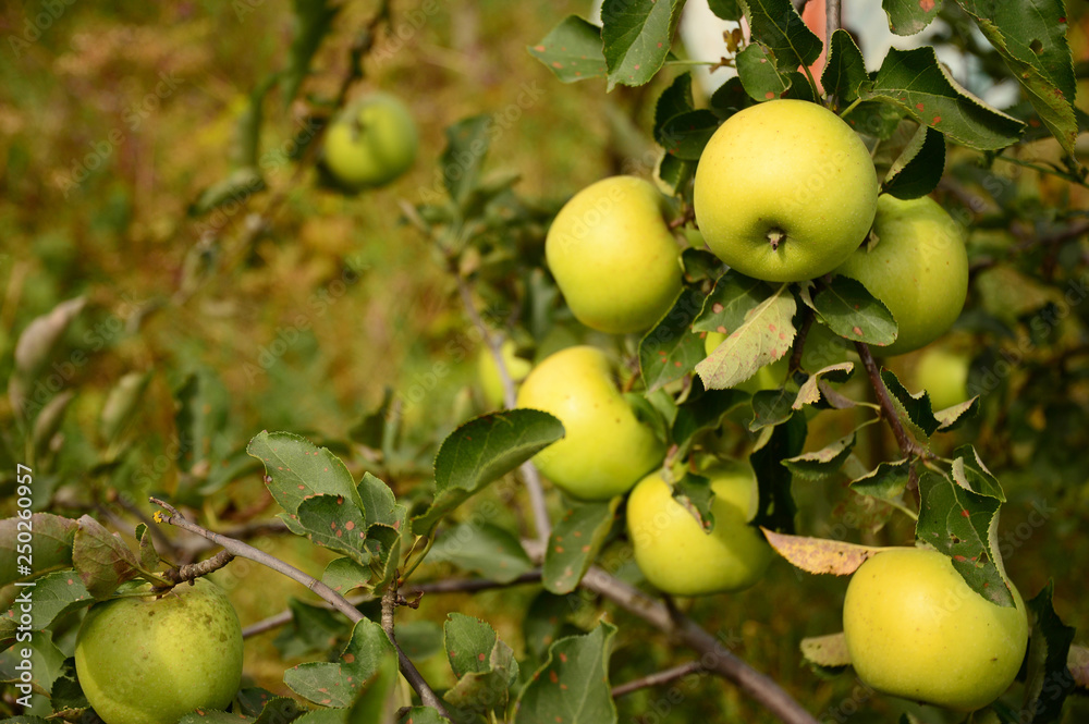 Golden Delicious apples on the apple tree with beautiful summer background. Golden Delicious apples on the apple tree with beautiful summer background.