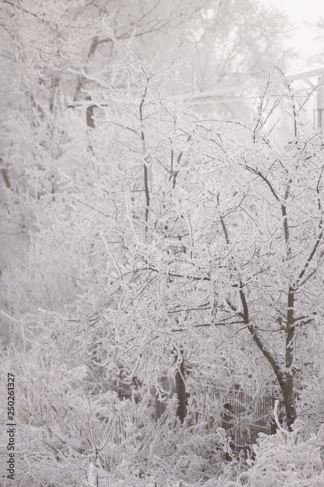 trees in snow trees in snow