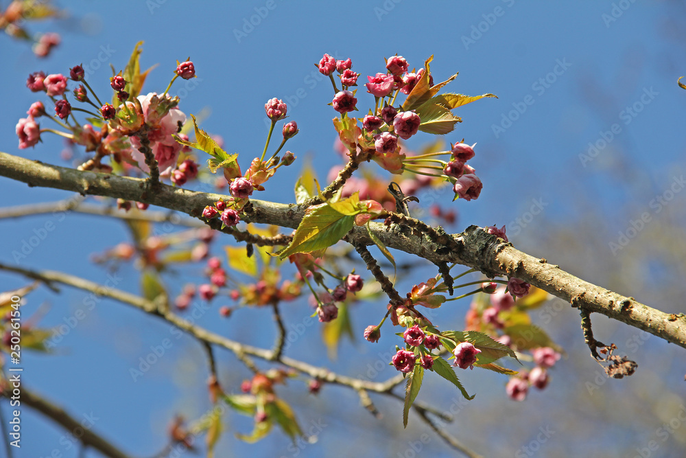 Knospen einer Zierkirsche im Frühling Knospen einer Zierkirsche im Frühling