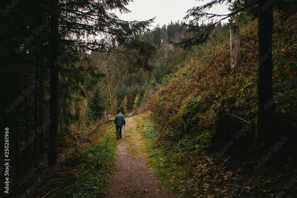 Old man hiking in the beautiful Schwarzwald forest
