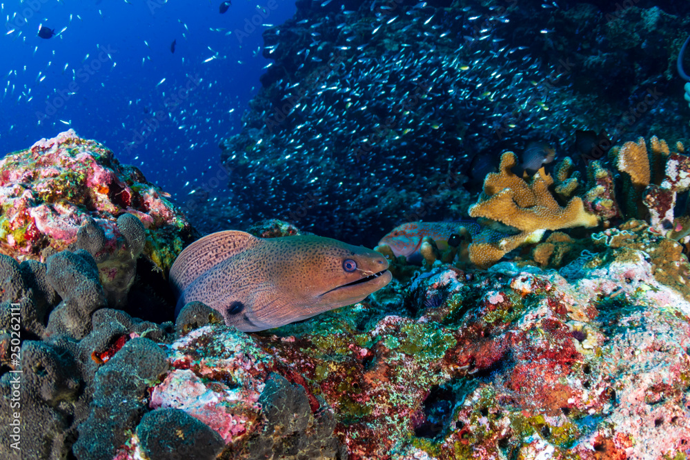 Fototapeta premium Giant Moray Eel on a tropical coral reef