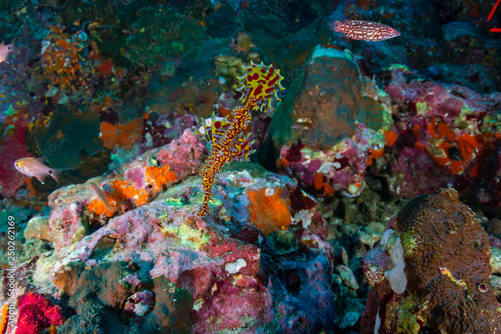 Colorful Ornate Ghost Pipefish on a tropical coral reef