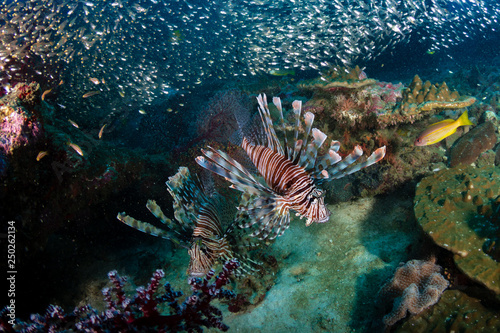 Colorful Lionfish on a tropical coral reef at dawn