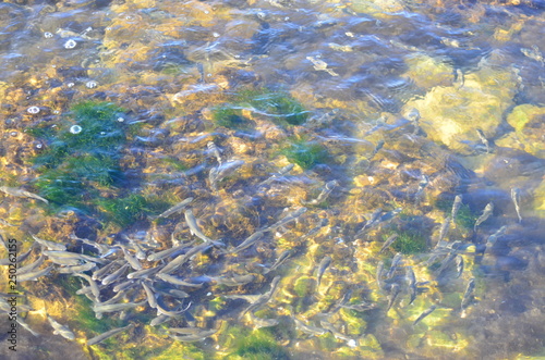 Pack of sea fishes.