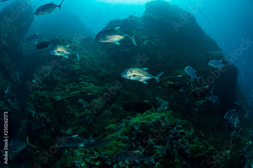 Trevally hunting on a coral reef