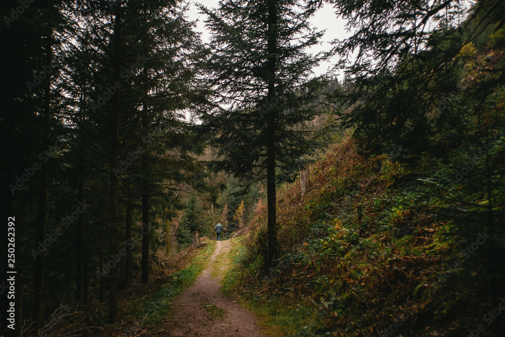 Fototapeta premium Old man hiking in the beautiful Schwarzwald