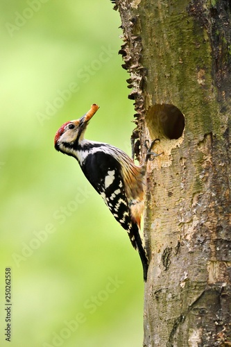 White-backed woodpecker (Dendrocopos leucotos), male with food in the beak at the nesting hole, Bukk National Park, Hungary, Europe photo