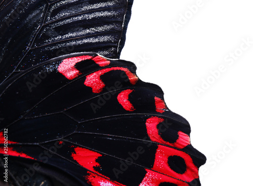 Macro view of butterfly win...