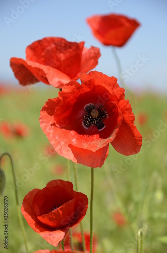 red poppies on background of blue sky