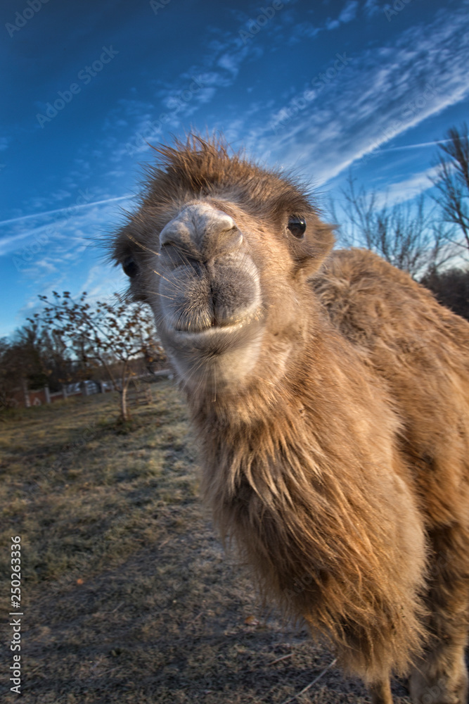 Obraz premium Camel walk