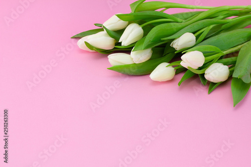Spring flower arrangement with white tulips on a pink background, copy space