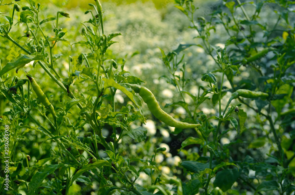 green ripe chillies in plant garden with sunlight