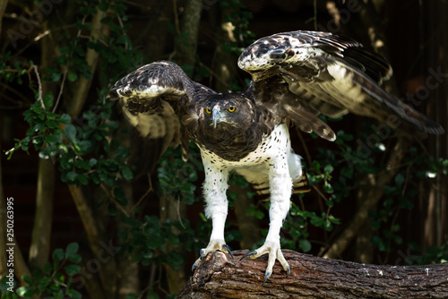 A Martial Eagle flapping it s wings. .