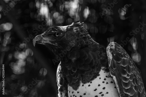 A Martial Eagle with an injury to it's wing and eye. photo