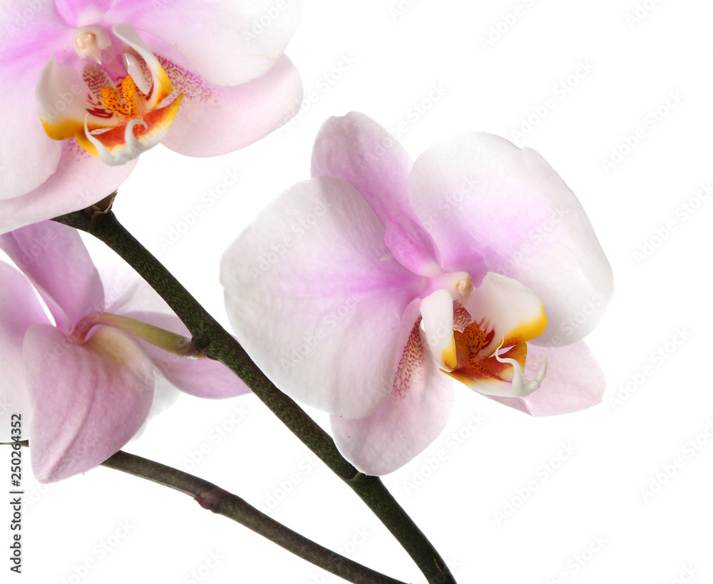 Naklejka premium Beautiful orchid flowers on white background