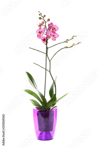 Beautiful orchid flower in pot on white background