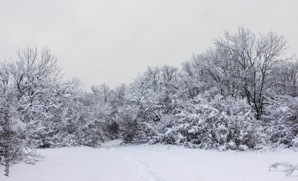 Fototapeta premium Snowy winter in the mountains