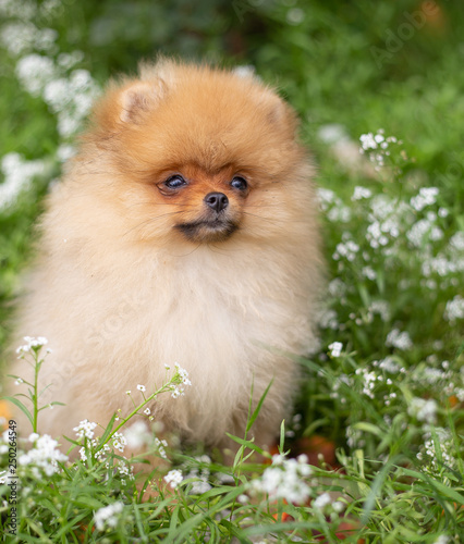 Beautiful orange dog - pomeranian Spitz. Puppy pomeranian dog cute pet happy smile playing in nature on in flowers © Victoria