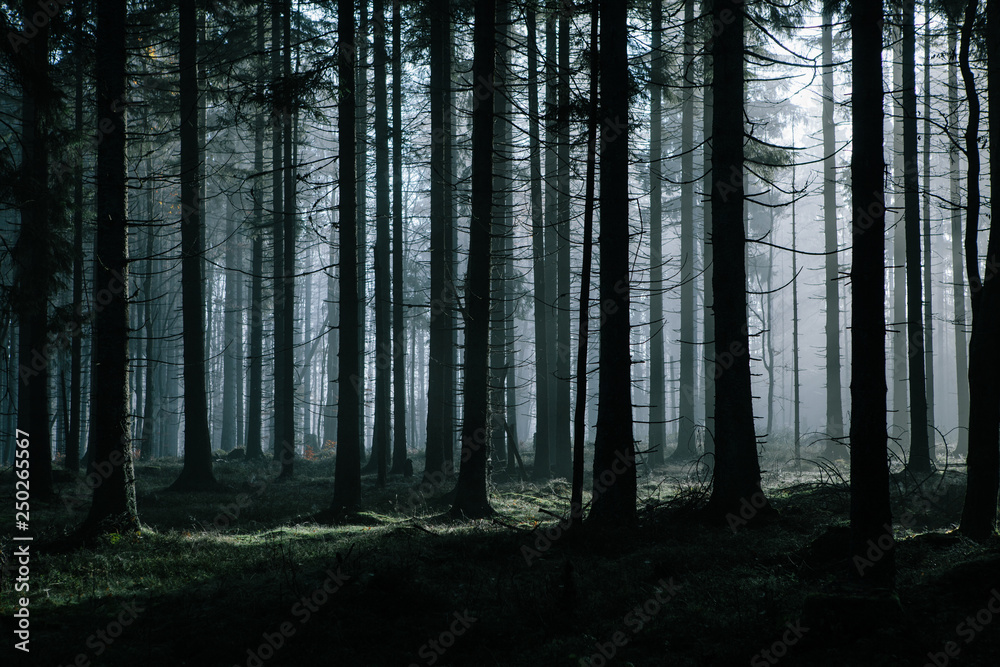 A mysterious dark forest with an atmosphere during the foggy morning in autumn. A mysterious dark forest with an atmosphere during the foggy morning in autumn.