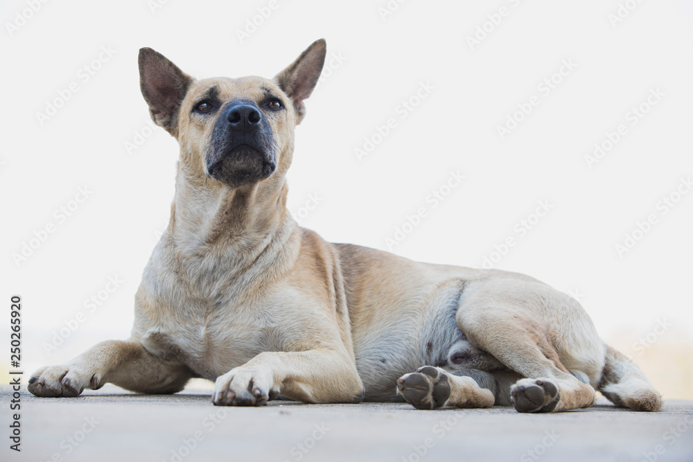 Obraz premium Portrait​ of​ ​ white​ dog​ lying​ on​ the​ ground​ ,Dog with white background,Portrait white​ Thai Dog Lying on the Floor,dog resting and looking at the camera.