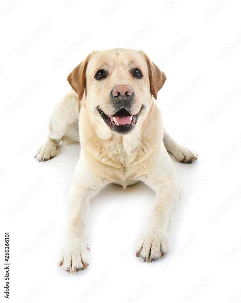 Cute Labrador Retriever on white background