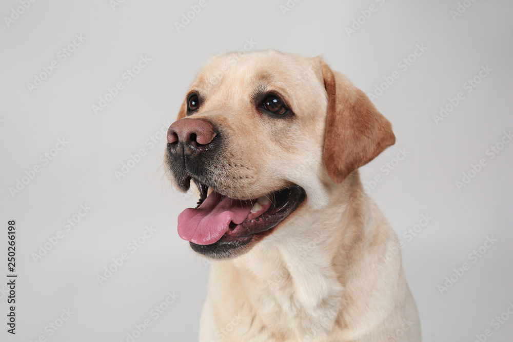 Obraz premium Cute Labrador Retriever on light background