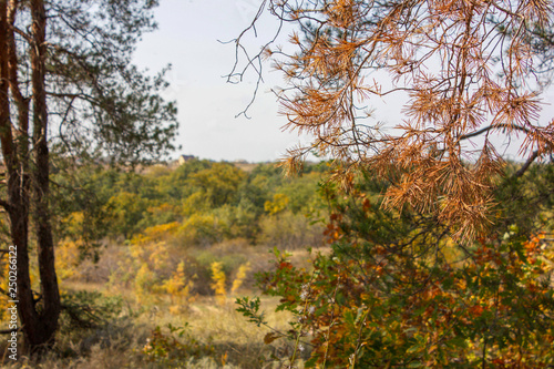 Autumn in the forest