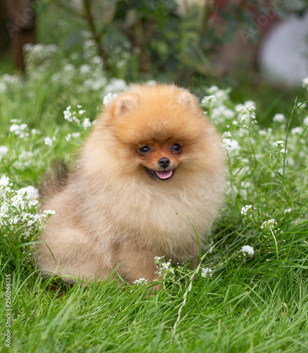 Beautiful orange dog - pomeranian Spitz. Puppy pomeranian dog cute pet happy smile playing in nature on in flowers © Victoria