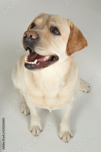 Cute Labrador Retriever on light background