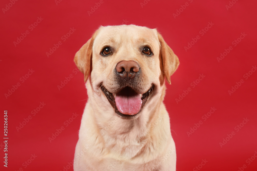 Cute Labrador Retriever on color background - obrazy, fototapety, plakaty 