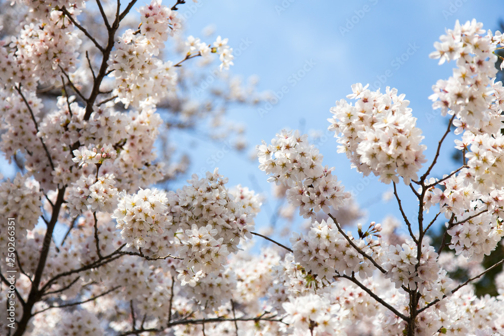 Cherry blossoms or Sakura at Kawaguchiko lake, Japan Cherry blossoms or Sakura at Kawaguchiko lake, Japan