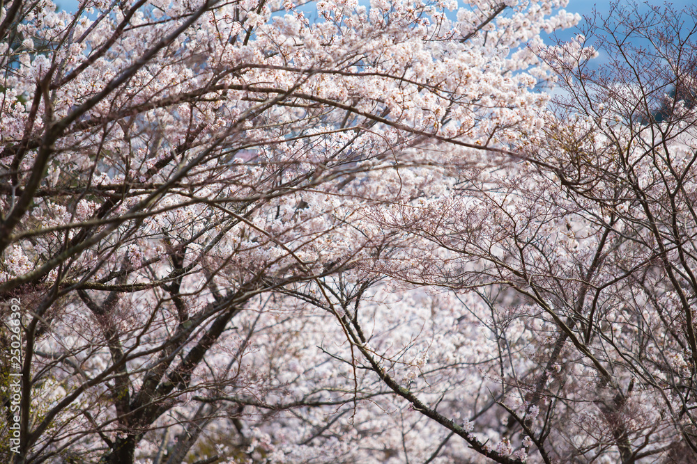Cherry blossoms or Sakura at Kawaguchiko lake, Japan Cherry blossoms or Sakura at Kawaguchiko lake, Japan