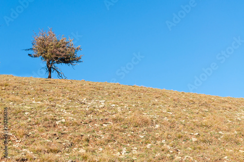 old small tree on a gentle slope photo