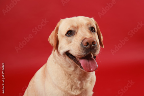Cute Labrador Retriever on color background