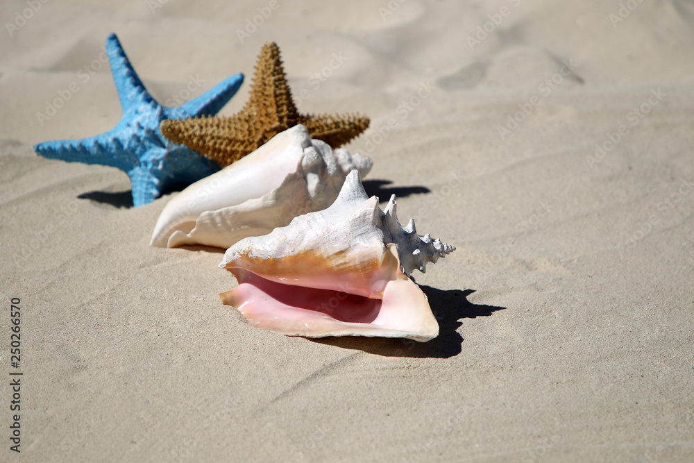 Two starfish and sea shell on the sand Two starfish and sea shell on the sand