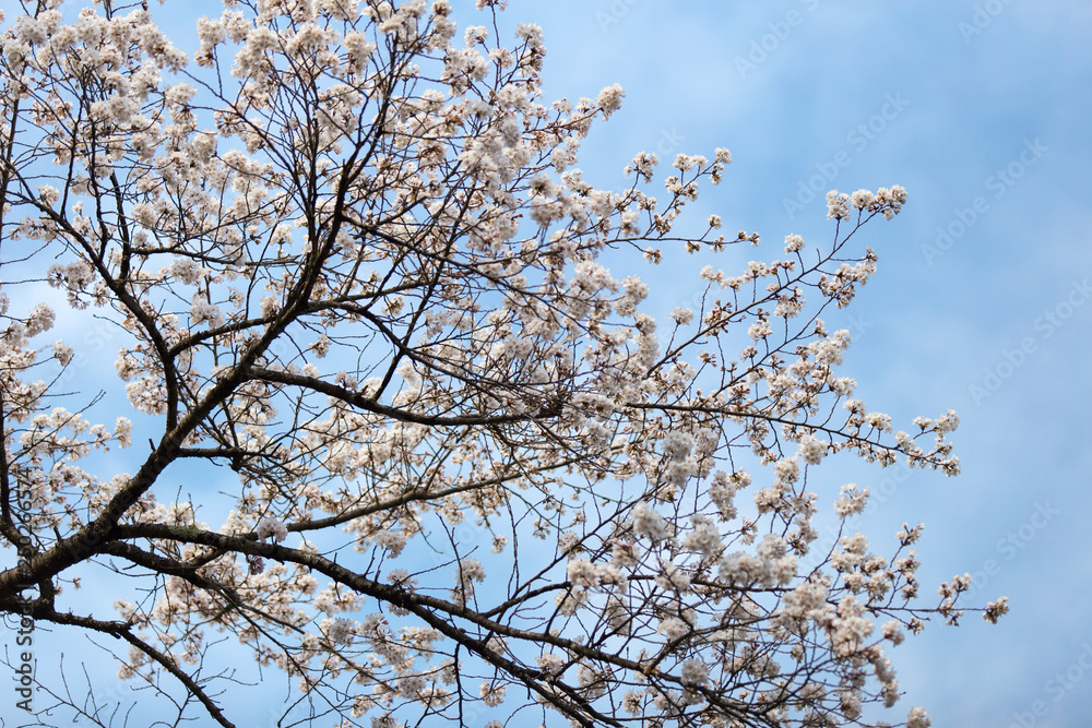 Cherry blossoms or Sakura at Kawaguchiko lake, Japan Cherry blossoms or Sakura at Kawaguchiko lake, Japan