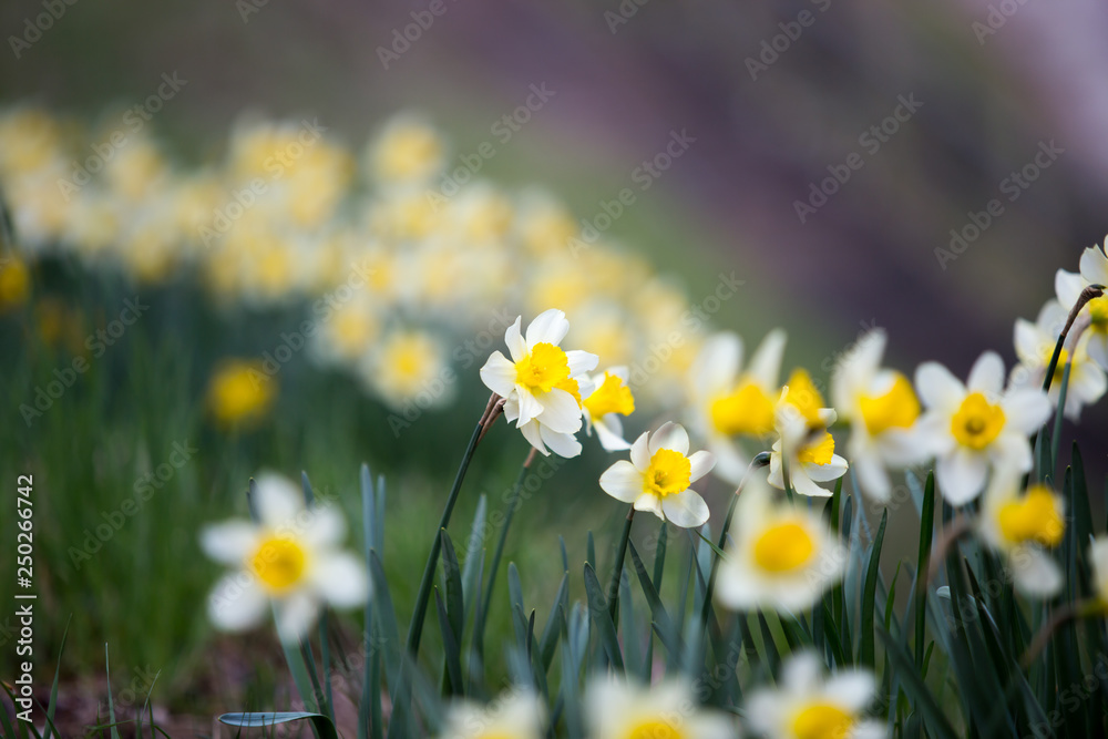 Narcissus pseudonarcissus commonly known as wild daffodil or Lent lily in spring at Kitakami Tenshochi Park, Iwate, Japan Narcissus pseudonarcissus commonly known as wild daffodil or Lent lily in spring at Kitakami Tenshochi Park, Iwate, Japan