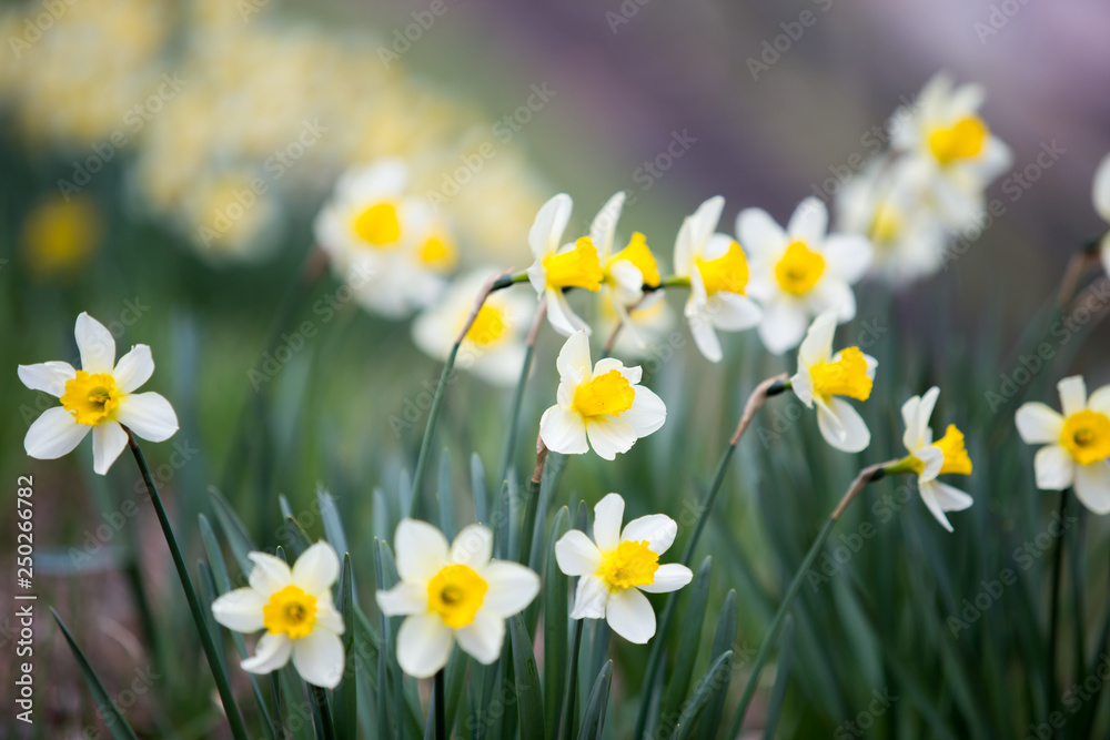 Narcissus pseudonarcissus commonly known as wild daffodil or Lent lily in spring at Kitakami Tenshochi Park, Iwate, Japan