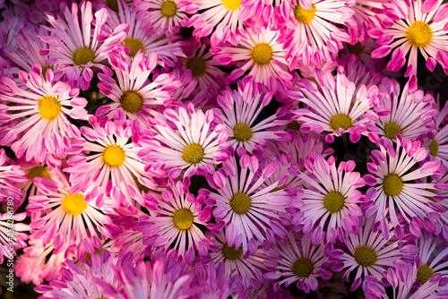 Beautiful purple Mums or Chrysanthemums. © fotolismthai