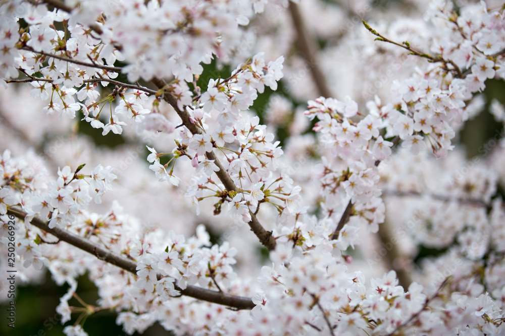 Cherry blossoms or Sakura at Kawaguchiko lake, Japan Cherry blossoms or Sakura at Kawaguchiko lake, Japan