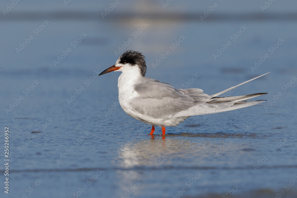 Common Tern in winter - Jekyll Island, Georgia Common Tern in winter - Jekyll Island, Georgia