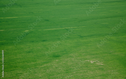 Green grass field texture