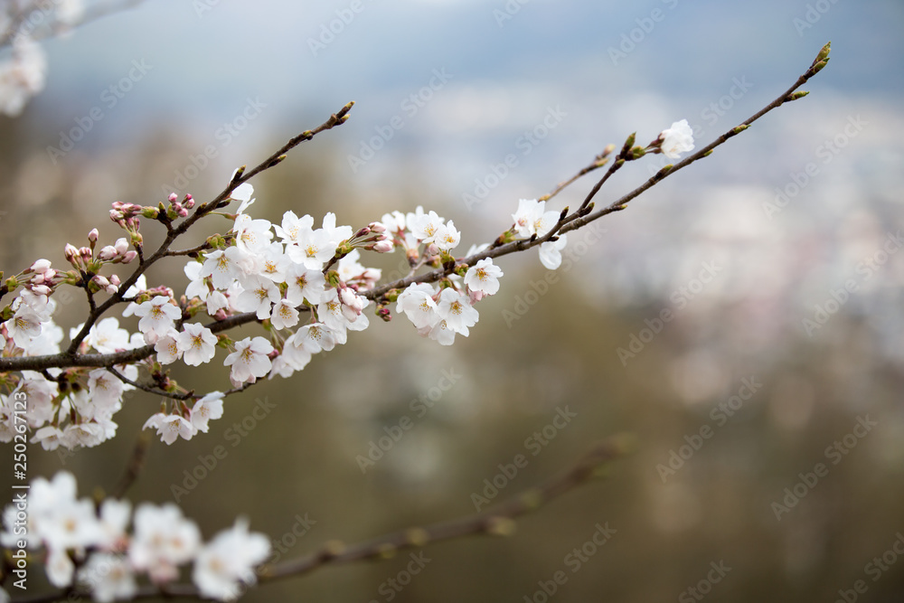 Cherry blossoms or Sakura at Kawaguchiko lake, Japan Cherry blossoms or Sakura at Kawaguchiko lake, Japan