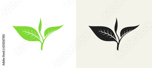 Green tea and black tea. Vector illustration